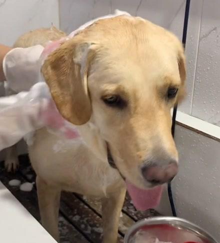 养狗必备（宠物犬下一代的培育关怀与必需品）