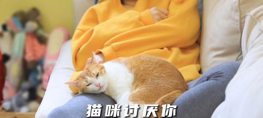 揭秘猫咪最讨厌的事情（猫咪内心的噩梦与苦恼）