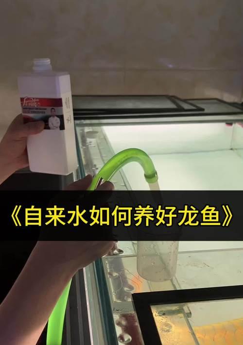 养龙鱼的乐趣与技巧（了解龙鱼的品种特点与养殖要点）