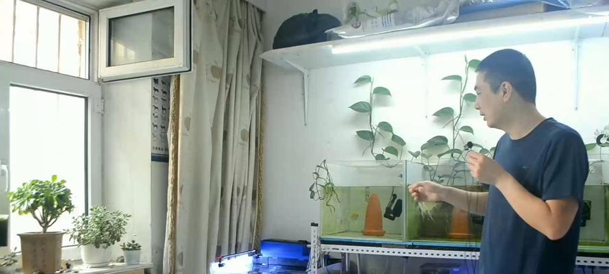 七彩鱼检疫的重要性及药物选择（保护水生生物健康的关键措施——以七彩鱼为例）