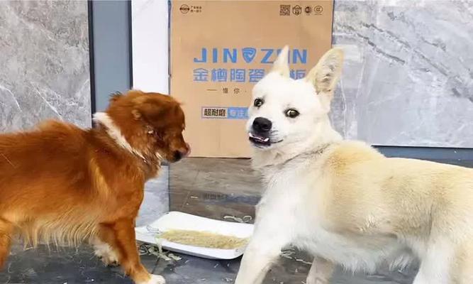 狗狗护食的坏处（为何不能让狗狗过度护食）