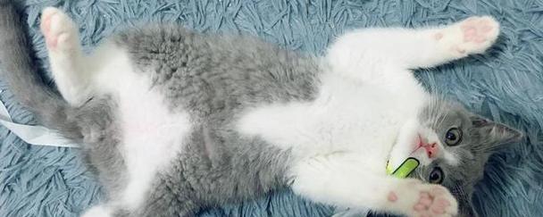 猫的排汗方式及其重要性（揭开猫咪的排汗之谜，了解它们的身体机能）