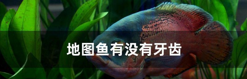 以地图鱼拿什么喂最好？（优质饲料对地图鱼的健康和生长的重要性）