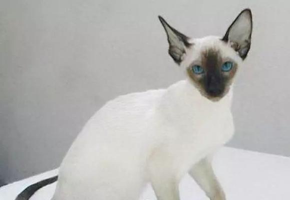 神秘的无声猫咪（揭开猫咪不叫的奥秘）