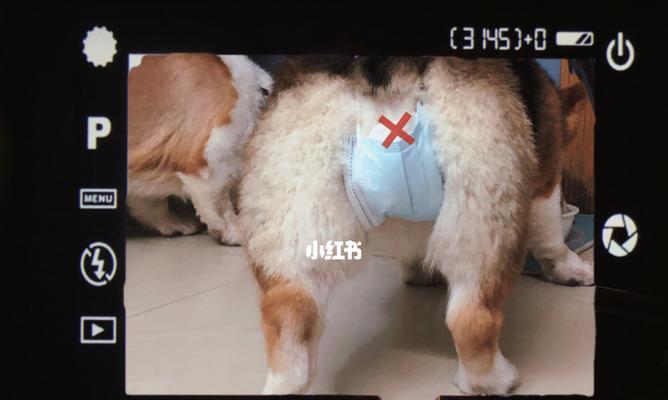 柯基犬来姨妈的时机及相关知识解析（揭秘柯基犬姨妈周期和症状，帮助狗主更好地照顾爱宠）