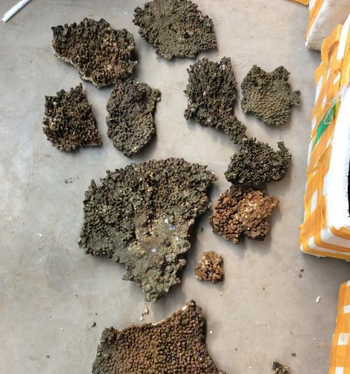 海水活石发白的原因及解决方法（揭秘海水活石发白的真相，让你的水族箱恢复生机！）