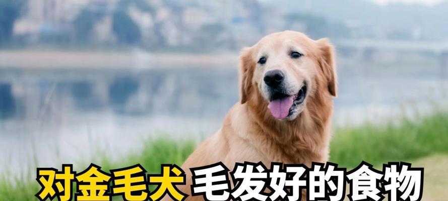 金毛犬的饮食禁忌（用心守护金毛犬的健康）