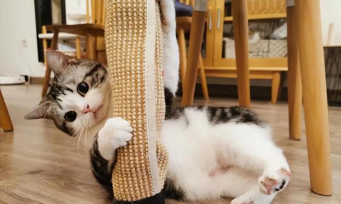 以美短猫的缺点及注意事项（了解以美短猫，让你更好地照顾它们）