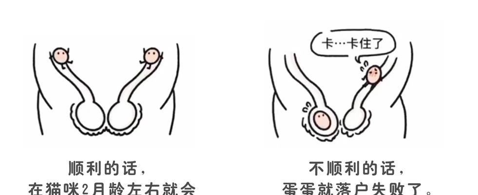 揭秘猫的蛋蛋挨黑之谜（为什么猫的蛋蛋会变黑？解开黑色奇观的真相）