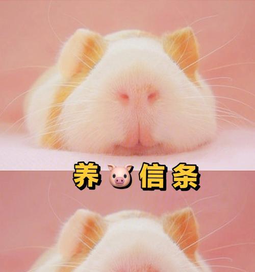 荷兰猪的健康饮食（以荷兰猪为主食的水果，为它们带来全面均衡的营养）
