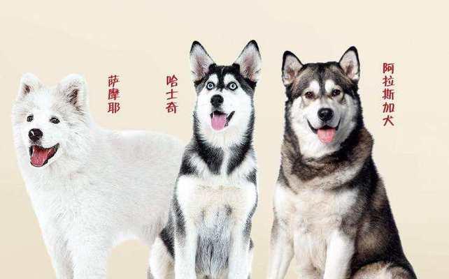 哈士奇独特的才能与技能（了解哈士奇擅长的领域及特点）
