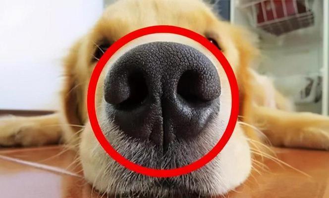 为什么我们不能打狗狗？（保护动物权益，构建和谐社会）