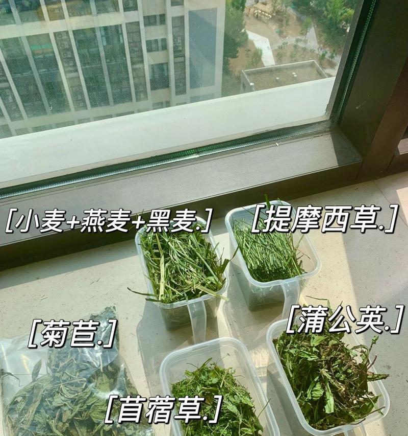 兔子的哺乳期饲养知识（了解兔子产仔后的饲养需求，助您顺利照料小兔子成长）