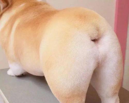 屁股为什么会长毛？（探索屁股长毛的原因及意义）