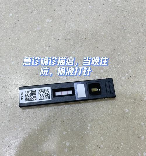 猫瘟缓解后饮食指南（如何为病愈的猫提供营养均衡的饮食？）