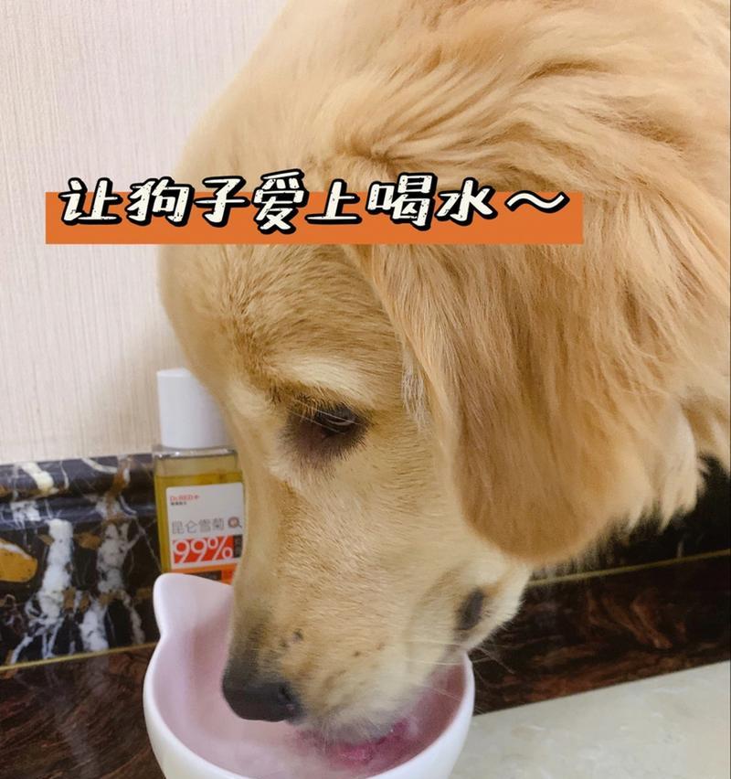 小狗狗不喝水的原因以及解决办法（探究小狗狗不喝水的原因，给你解答疑惑）