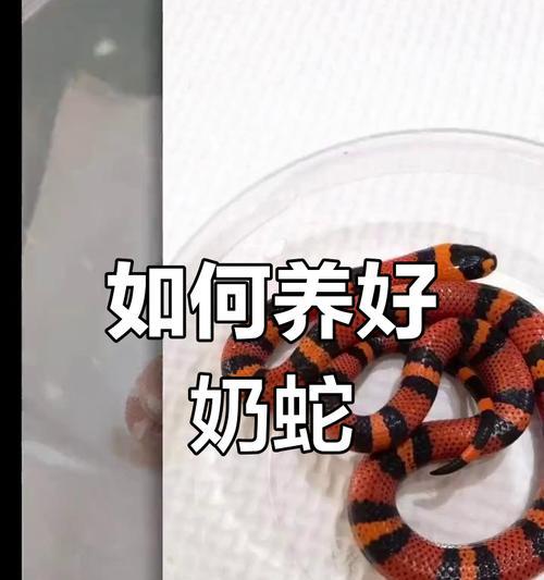 养小蛇的最佳选择（选择适合的蛇种，打造理想的宠物环境）
