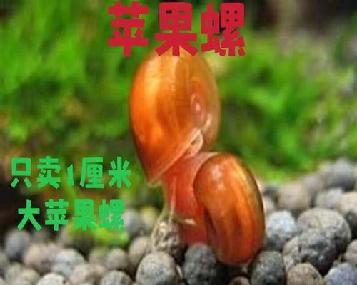 鱼缸清洁的最佳螺工具（选择合适的螺来清理鱼缸，让鱼儿健康生活）