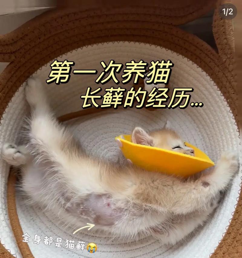 猫癣的成因及预防方法（探究猫癣的起因及预防措施，保护我们的爱猫）