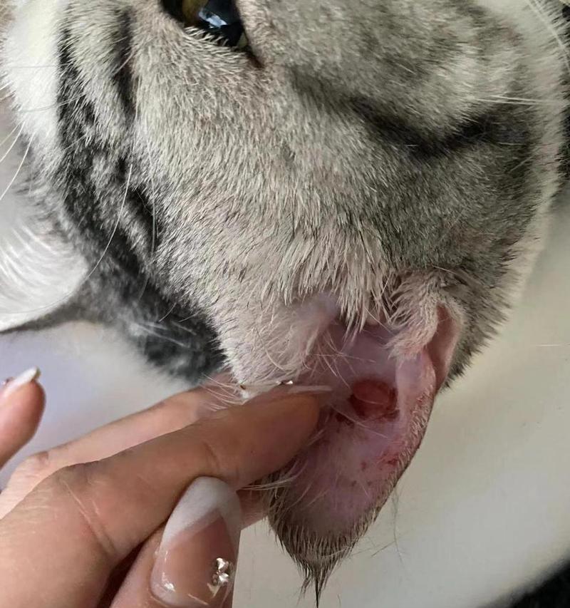 猫咪耳朵长硬物是什么？（揭开猫咪耳朵长硬物的神秘面纱）