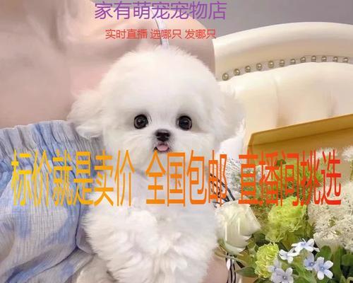 寻找最佳小型不掉毛犬种（选择适合家庭的不掉毛小犬品种）