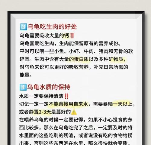 夏季养护必备（以巴西龟夏天喂什么为主题的全面指南）