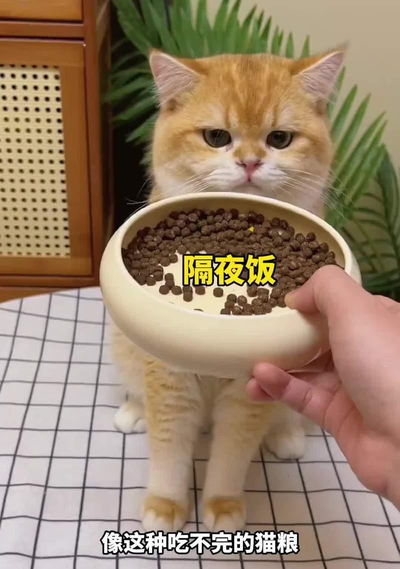 猫喜欢吃什么味道的食物？（揭秘猫咪的味蕾喜好）