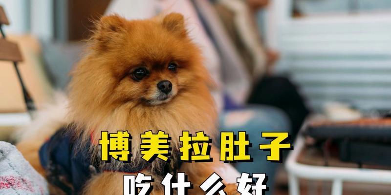 博美犬为何不能以蛋白为主食？（深入探讨博美犬蛋白摄入限制的原因及对其健康的影响）