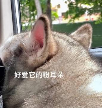 探寻荒野盛宴中的绝佳口味（品味独特的主题套餐，尽享美食之旅）