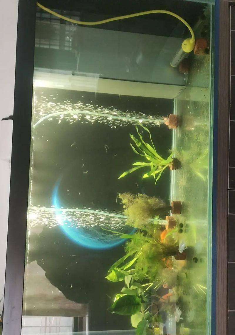 打造完美的水草鱼缸（注意事项及关键要点）