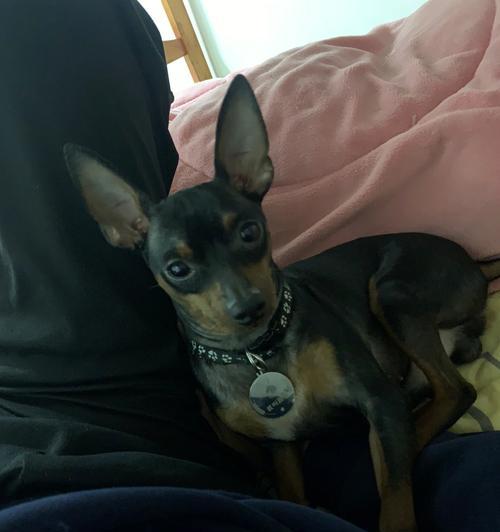 以鹿犬注意什么（养一只健康快乐的鹿犬，这些要点你不能错过！）