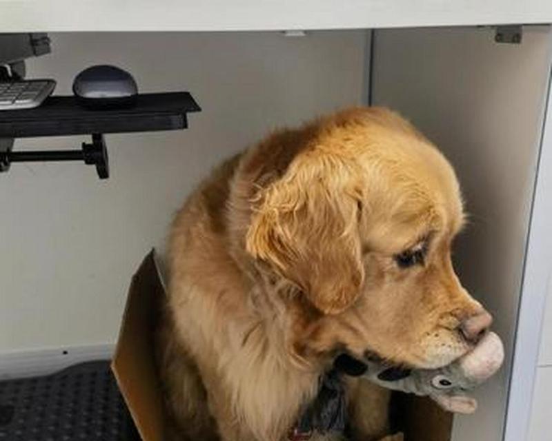 迅猛成长的犬种（快速发展的狗狗品种，令人惊叹！）