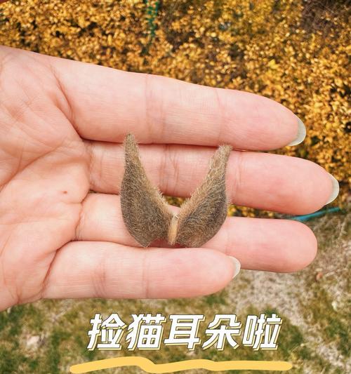 猫耳朵为何竖立？（揭秘猫耳朵挺立的奥秘）