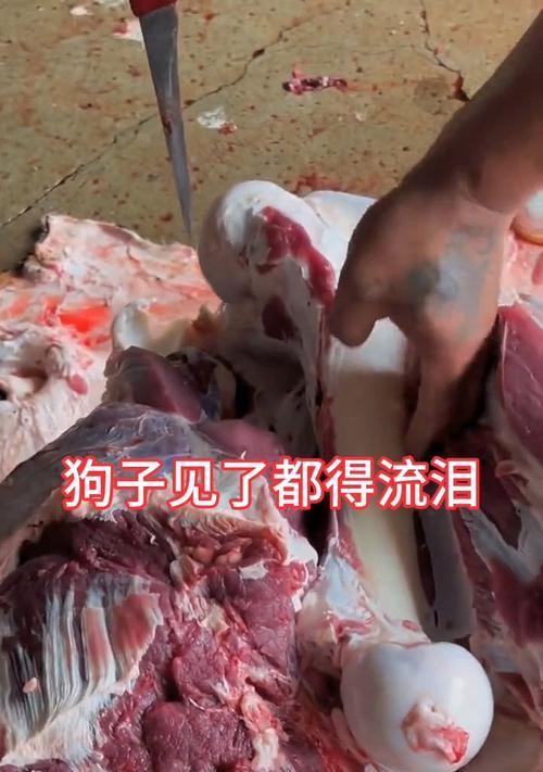 揭开犬流泪之谜（为什么犬会流泪？解读泪水背后的秘密）
