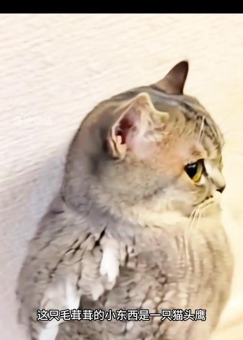 猫头鹰的实力被严重低估（揭秘猫头鹰的捕食技巧与生存能力）