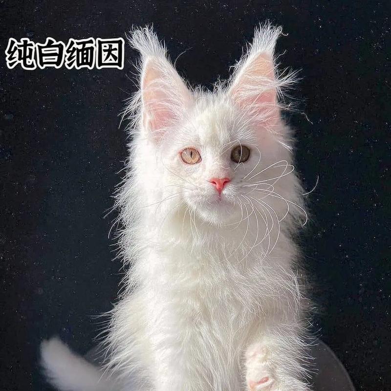 以都的家养猫价格一览（探索不同品种猫咪的价格区间，帮你选择适合的宠物伴侣）