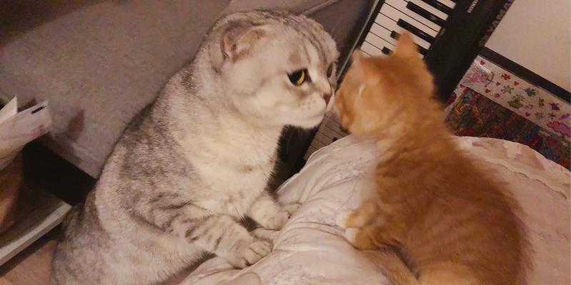 如何与陌生猫咪建立亲密关系（以怎么跟第一次见面的猫互动为主题的指南）