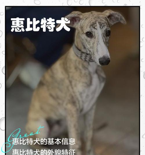 比特犬怀孕期多久才能生小狗？（探究比特犬怀孕期长短及相关注意事项）