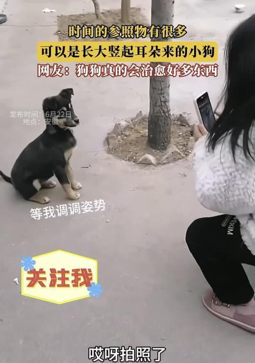 竖耳狗品种的特点与魅力（挺耳傲视群犬界竖立自信优雅风采）