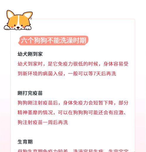 狗狗洗澡的最佳频率（了解适合你的宠物的洗澡时间间隔）