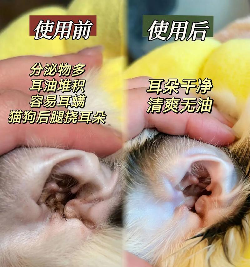 猫咪滴耳油使用频率探讨（每周一次的滴耳油治疗是否最佳？）