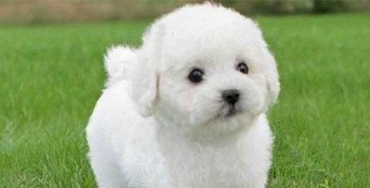比熊犬喝水的讲究及避免的“雷区”（与比熊犬喝水有关的5个需要注意的事项）