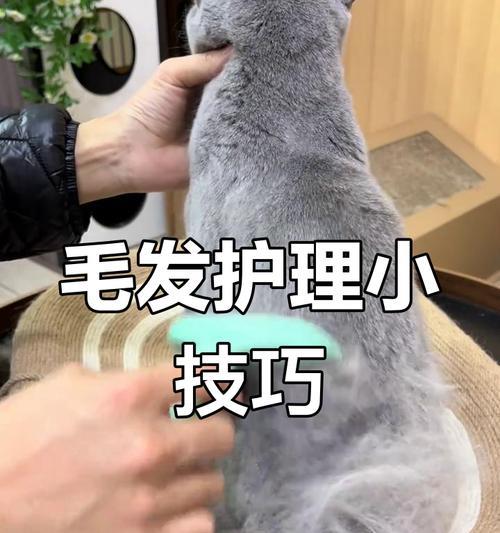 猫剃毛后需要多长时间生长？（剃毛对猫毛生长的影响及恢复时间）