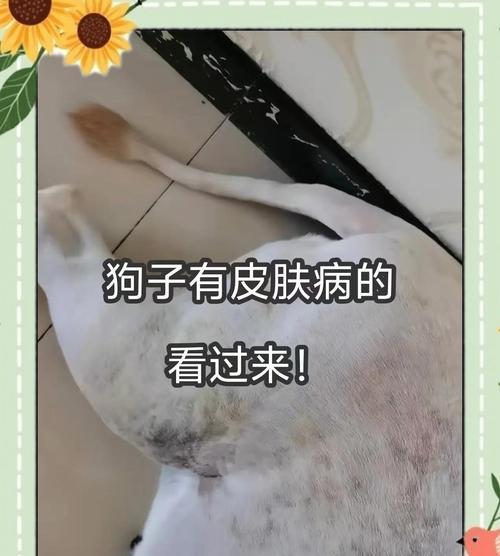 宠物皮肤问题大解析（快速了解6种常见皮肤病，轻松应对宠物皮肤问题）