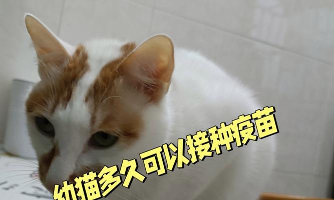 小猫打育苗的时间和注意事项（保护小猫健康的关键是及时接种疫苗）