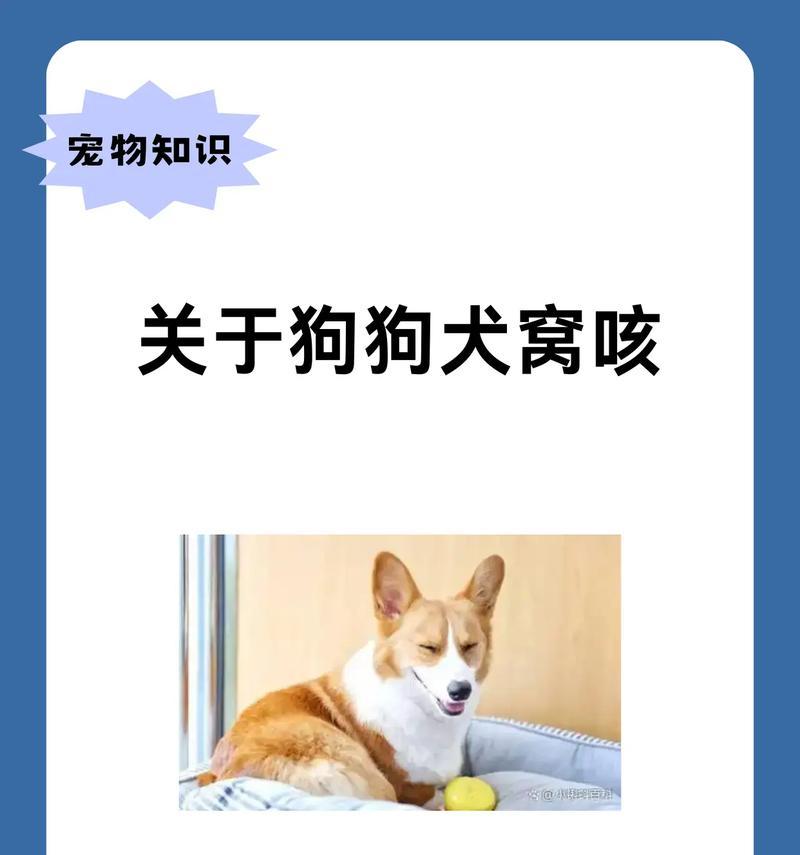 狗狗干呕与呕吐（了解狗狗干呕的原因及如何处理食道异物问题）