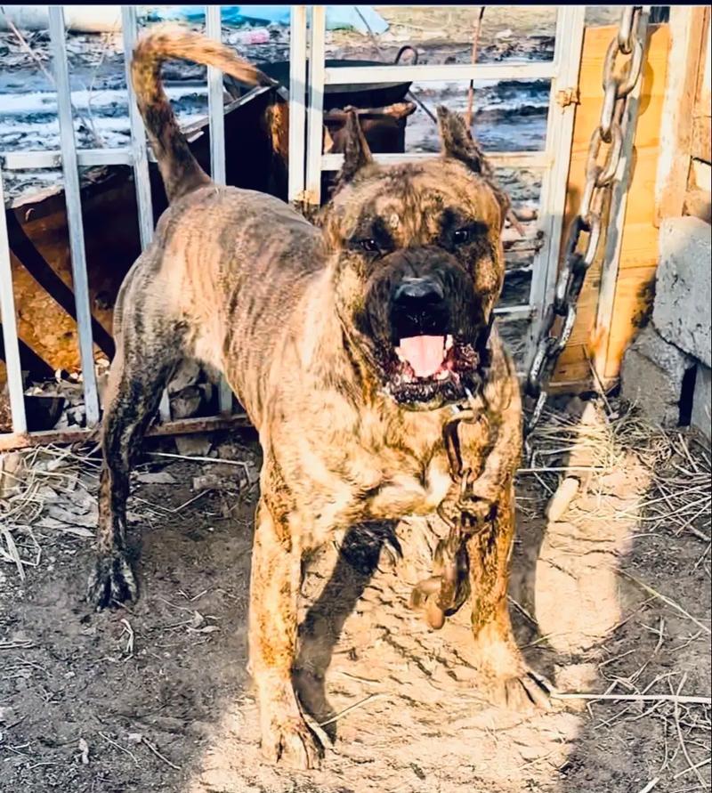 杜高犬的受欢迎程度不断提升（探究杜高犬成为热门宠物的原因与优点）