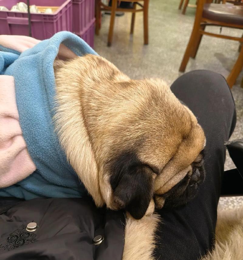 狗的睡眠习惯与需求（狗一天需要睡多少小时？为什么狗睡眠时间那么长？）