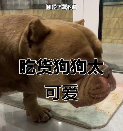 各个年代给狗狗取的名字——95后都是吃货的名字！