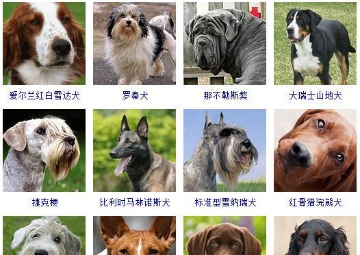 盘点27种常见的狗狗（了解不同犬种特点与品种）